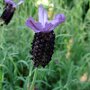 Lavandula Stoechas